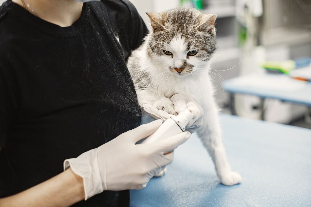 Happy pet owner reading positive reviews about an Edmonton veterinary clinic